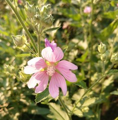 Malva thuringiaca