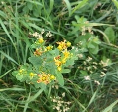 Hypericum maculatum