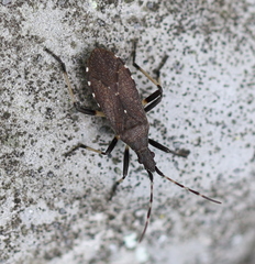 Dicranocephalus medius