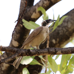 Philemon argenticeps