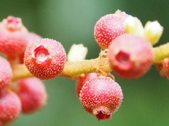 Miconia impetiolaris