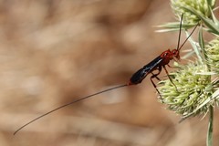 Glyptomorpha pectoralis
