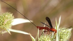 Glyptomorpha pectoralis