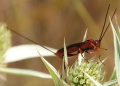 Glyptomorpha pectoralis