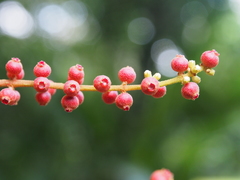 Miconia impetiolaris