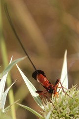 Glyptomorpha pectoralis