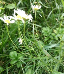 Tripleurospermum inodorum