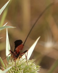 Glyptomorpha pectoralis