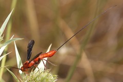 Glyptomorpha pectoralis