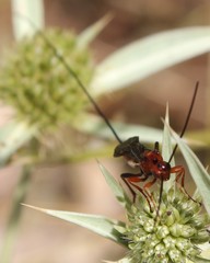 Glyptomorpha pectoralis