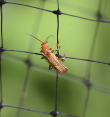 Cantharis livida