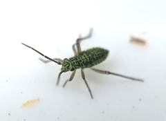 Oncotylus viridiflavus