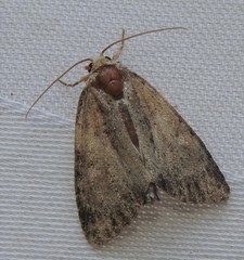 Acronicta fragilis