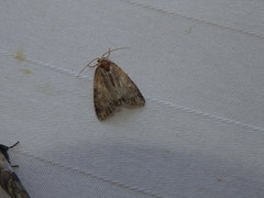 Acronicta fragilis