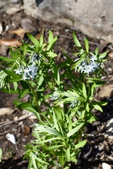 Amsonia ciliata texana