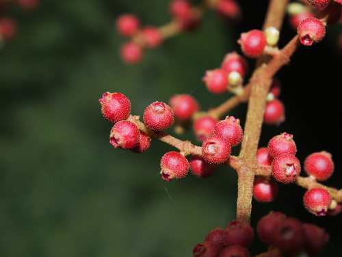 Guyanese pepper