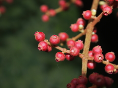 Miconia impetiolaris