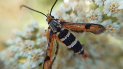 Pyropteron minianiforme