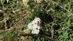 Pyropteron minianiforme