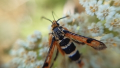 Pyropteron minianiforme