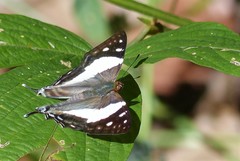 Dodona deodata