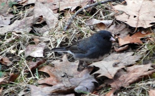 Dark-eyed Junco photographed in Maine