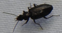 Sericoda