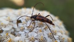 Stenurella septempunctata