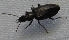 Sericoda