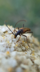 Stenurella septempunctata