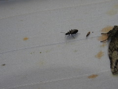 Sericoda