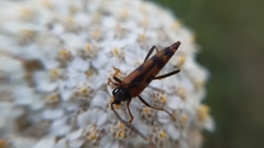 Stenurella septempunctata