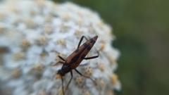 Stenurella septempunctata
