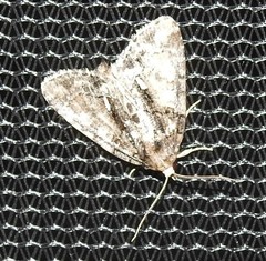 Chytonix