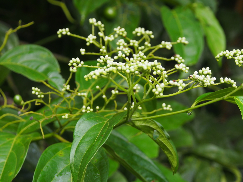Cordia lucidula