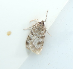 Scoparia ambigualis