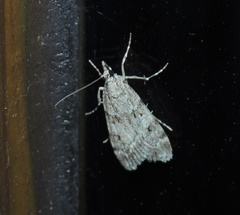 Scoparia subfusca