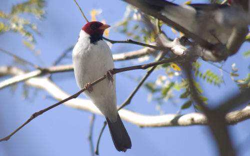 Yellow-billed Cardinal