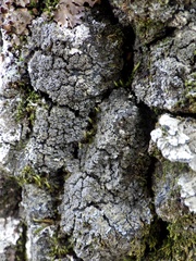 Fuscopannaria mediterranea