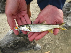 Ptychocheilus oregonensis