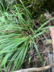 Carex backii