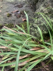 Carex backii