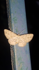 Geometridae