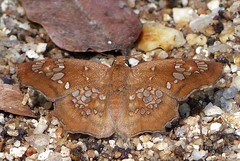 Ctenoptilum multiguttata