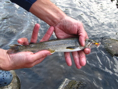 Salvelinus confluentus