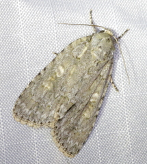 Acronicta immodica