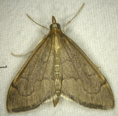 Anania mysippusalis