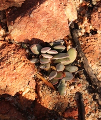 Crassula tecta