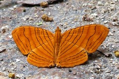 Chersonesia intermedia