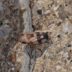 Anoscopus serratulae